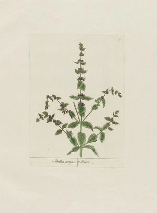 Petr Martynovich Gofman - Mentha crispa.webp