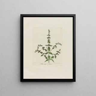 Petr Martynovich Gofman - Mentha crispa.webp