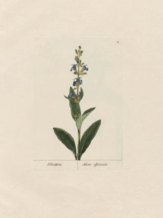 Petr Martynovich Gofman - Salvia officinalis.webp
