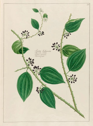 Petr Martynovich Gofman - Smilax Sassaparilla.webp