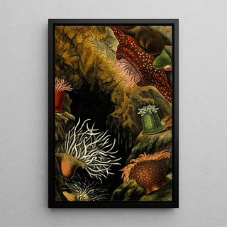 Philip Henry Gosse - Actinia mesembryanthemum A chiococca Sacartia chrysosplenium.webp