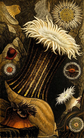 Philip Henry Gosse - Sagartia nivea S miniata Stroglodytes S parasitica.webp