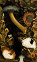 Sagartia troglodytes S viduata S pallida S pura Adamsia palliata - Philip Henry Gosse — vista de la obra