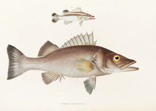 Philipp Franz Balthasar von Siebold - Fauna japonica Pl001.webp