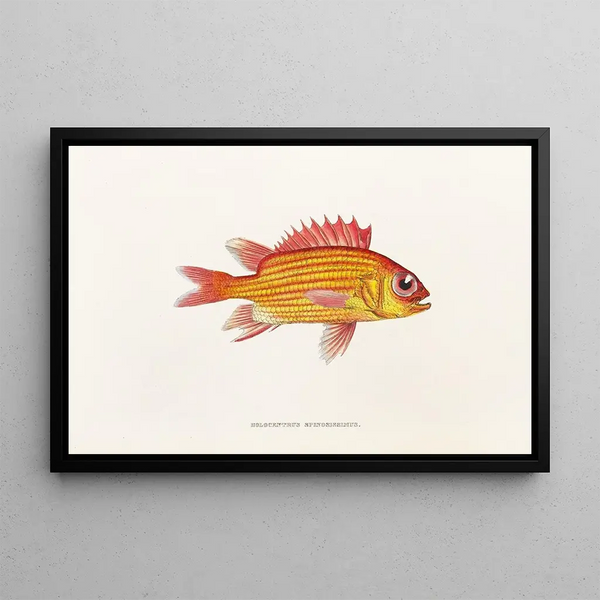 Fauna japonica Pl013 - Philipp Franz Balthasar von Siebold — framed artwork on a wall