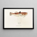 Fauna japonesa Pl018 - Philipp Franz Balthasar von Siebold — cuadro enmarcado en la pared