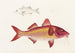 Fauna japonesa Pl020 - Philipp Franz Balthasar von Siebold — vista de la obra