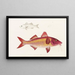 Fauna japonesa Pl020 - Philipp Franz Balthasar von Siebold — cuadro enmarcado en la pared