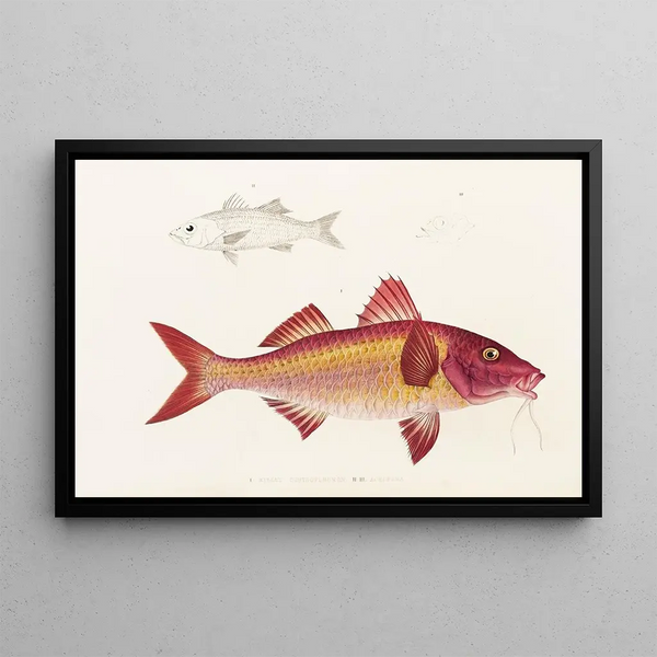 Fauna japonesa Pl020 - Philipp Franz Balthasar von Siebold — cuadro enmarcado en la pared