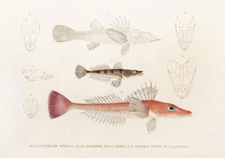 Philipp Franz Balthasar von Siebold - Fauna japonica Pl027.webp