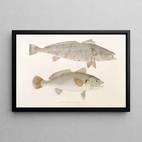 Fauna japonesa Pl036 - Philipp Franz Balthasar von Siebold — cuadro enmarcado en la pared
