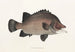 Fauna japonesa Pl037 - Philipp Franz Balthasar von Siebold — vista de la obra
