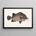 Fauna japonesa Pl037 - Philipp Franz Balthasar von Siebold — cuadro enmarcado en la pared