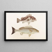 Fauna japonica Pl. 038 - Philipp Franz Balthasar von Siebold — framed artwork on a wall
