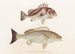 Fauna japonica Pl. 038 - Philipp Franz Balthasar von Siebold — artwork view