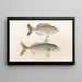 Fauna japonesa Pl053 - Philipp Franz Balthasar von Siebold — cuadro enmarcado en la pared