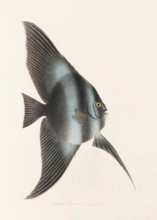 Philipp Franz Balthasar von Siebold - Fauna japonica Pl056.webp