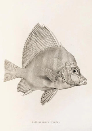 Philipp Franz Balthasar von Siebold - Fauna japonica Pl058.webp