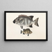 Fauna japonesa Pl059 - Philipp Franz Balthasar von Siebold — cuadro enmarcado en la pared