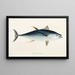 Fauna japonesa Pl064 - Philipp Franz Balthasar von Siebold — cuadro enmarcado en la pared
