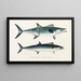 Faune japonaise Pl066 - Philipp Franz Balthasar von Siebold — framed artwork on a wall