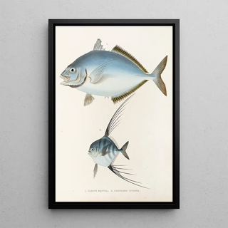 Philipp Franz Balthasar von Siebold - Fauna japonica Pl073.webp