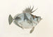 Fauna japonesa Pl079 - Philipp Franz Balthasar von Siebold — vista de la obra