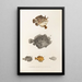 Fauna japonica Pl096 - Philipp Franz Balthasar von Siebold — framed artwork on a wall