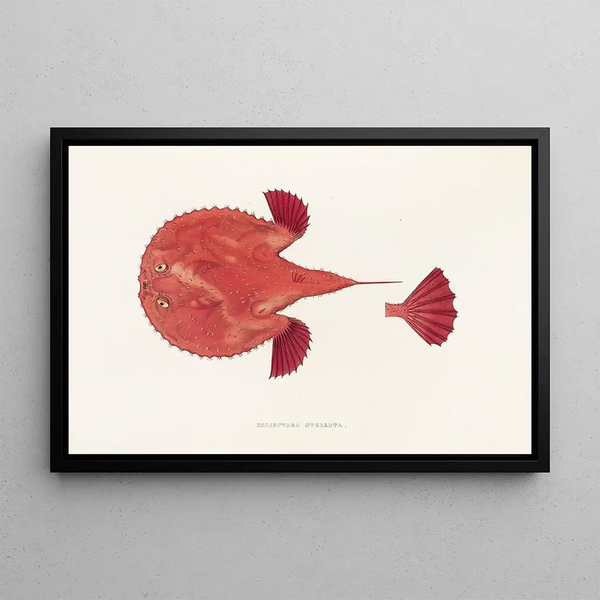 Fauna japonesa Pl097 - Philipp Franz Balthasar von Siebold — cuadro enmarcado en la pared