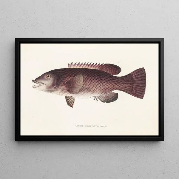 Fauna japonesa Pl098 - Philipp Franz Balthasar von Siebold — cuadro enmarcado en la pared