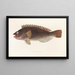 Fauna japonesa Pl106 - Philipp Franz Balthasar von Siebold — cuadro enmarcado en la pared