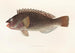 Fauna japonesa Pl106 - Philipp Franz Balthasar von Siebold — vista de la obra