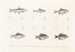 Fauna japonesa Pl117 - Philipp Franz Balthasar von Siebold — vista de la obra