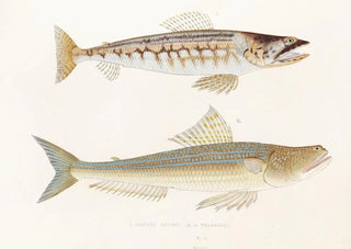 Philipp Franz Balthasar von Siebold - Fauna japonica Pl123.webp