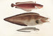 Fauna japonesa Pl128 - Philipp Franz Balthasar von Siebold — vista de la obra