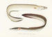 Fauna japonesa Pl130 - Philipp Franz Balthasar von Siebold — vista de la obra