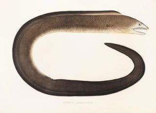 Philipp Franz Balthasar von Siebold - Fauna japonica Pl135.webp
