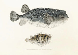 Philipp Franz Balthasar von Siebold - Fauna japonica Pl145.webp