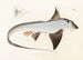 Fauna japonesa Pl149 - Philipp Franz Balthasar von Siebold — vista de la obra