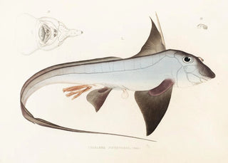 Philipp Franz Balthasar von Siebold - Fauna japonica Pl149.webp