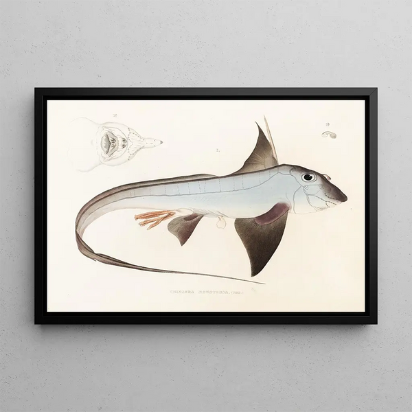 Fauna japonesa Pl149 - Philipp Franz Balthasar von Siebold — cuadro enmarcado en la pared