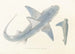 Fauna japonesa Pl150 - Philipp Franz Balthasar von Siebold — vista de la obra
