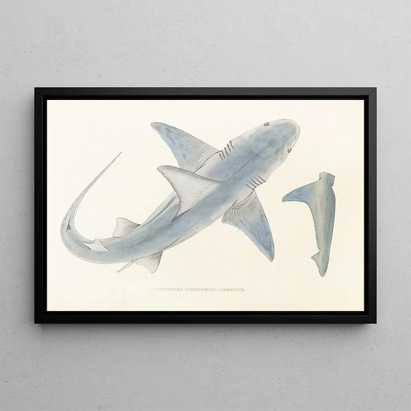 Fauna japonesa Pl150 - Philipp Franz Balthasar von Siebold — cuadro enmarcado en la pared
