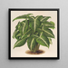 Phyllotnium Lindeni - Charles Antoine Lemaire — cuadro enmarcado en la pared