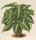 Phyllotnium Lindeni - Charles Antoine Lemaire — vista de la obra