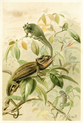 Pierre Jacques Smit - Chameleons.webp