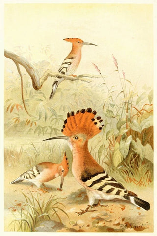 Pierre Jacques Smit - Hoopoes.webp