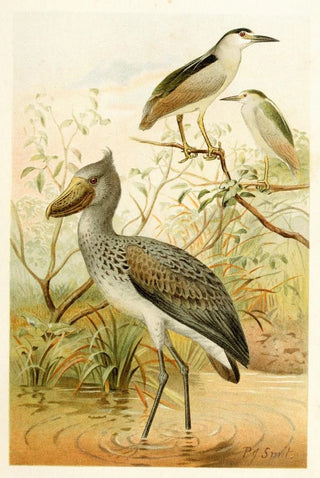 Pierre Jacques Smit - NightHeron and Boatbill.webp