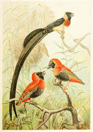 Pierre Jacques Smit - Weaver Birds.webp