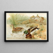 Canard sauvage - Pierre Jacques Smit — cuadro enmarcado en la pared